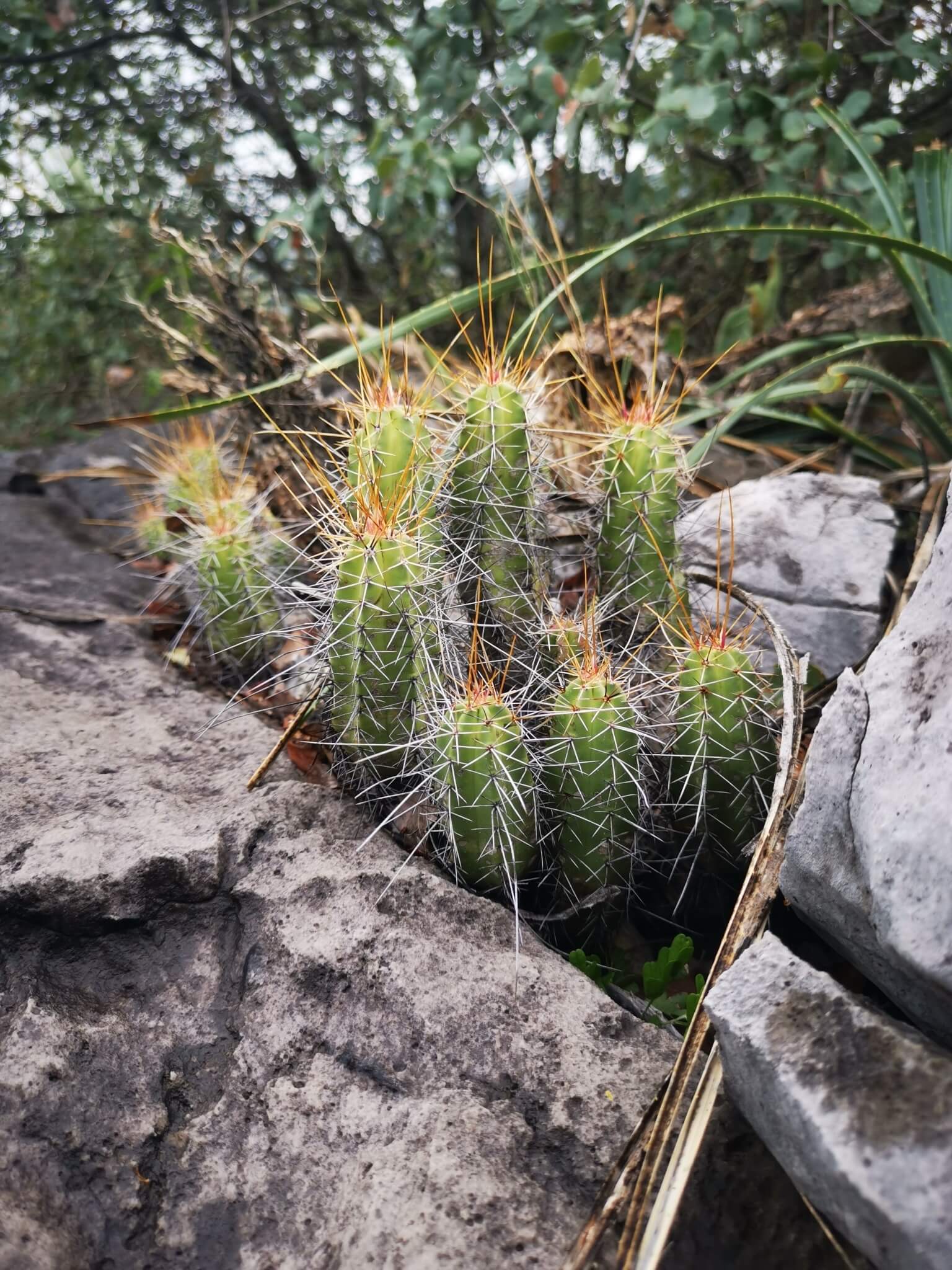 Echinocereus pentalophus